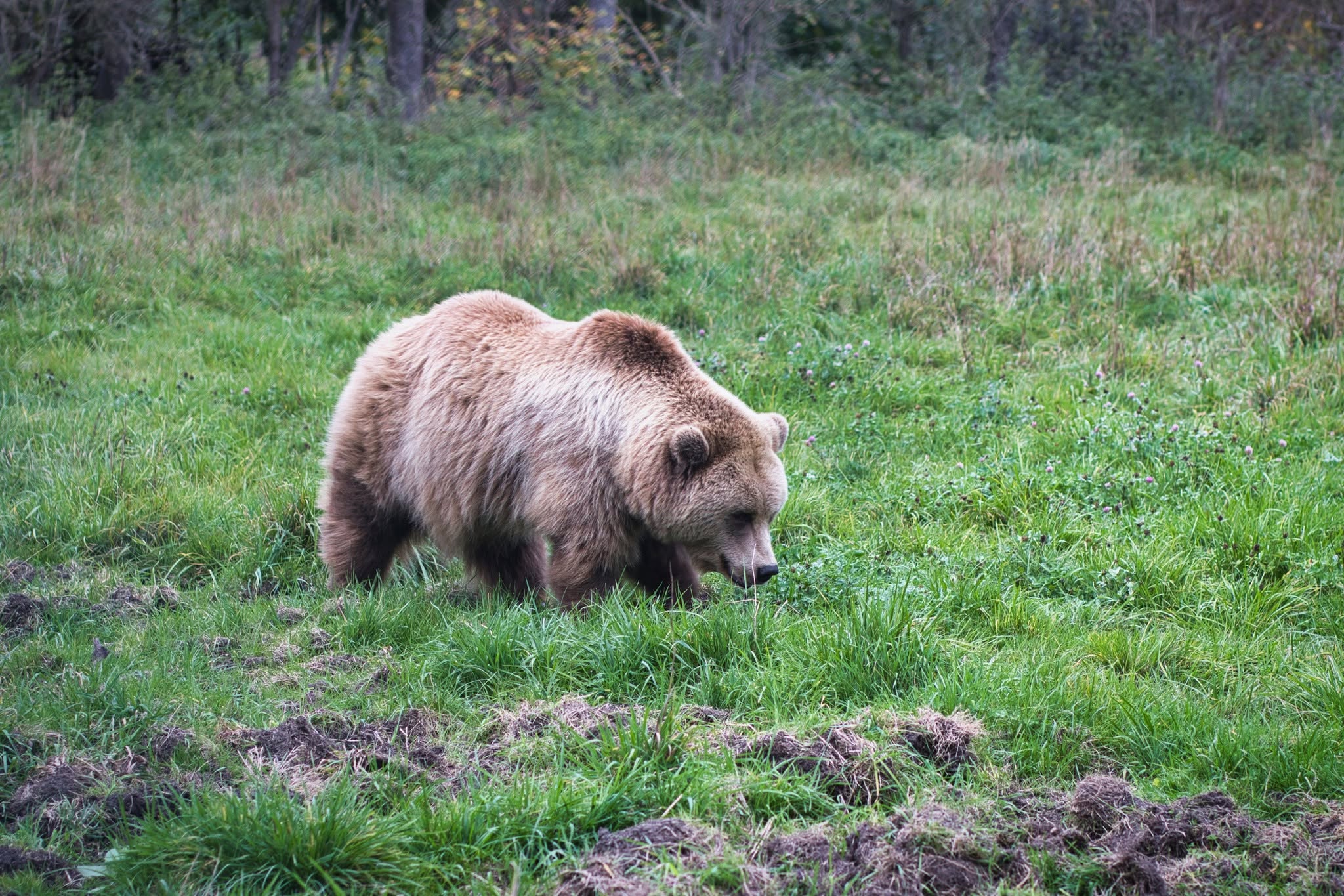 Slovak bears and High Tatras wildlife gallery image